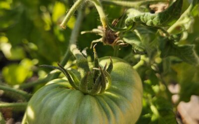 Green Tomato