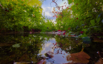 Tiny Oasis