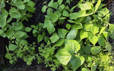 Growing and Flourishing
