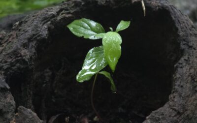 Emergence of Hope